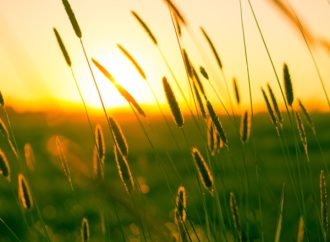 Rasulullah Saw Membantu Pekerjaan Istrinya