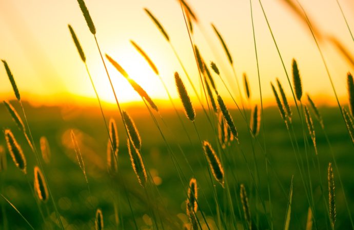 Rasulullah Saw Membantu Pekerjaan Istrinya