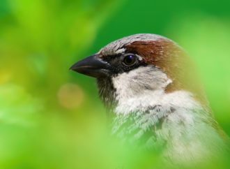 Burung Pipit Merusak Kebahagiaan Keluarga