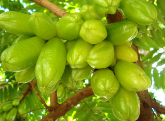 Atasi Hipertensi dengan Belimbing Wuluh