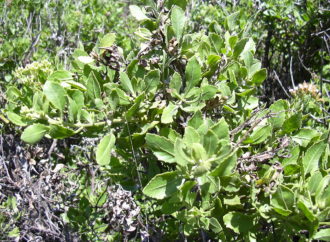 Hilangkan Bau Badan dengan Jus Beluntas