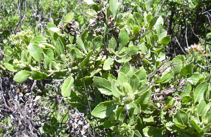 Hilangkan Bau Badan dengan Jus Beluntas