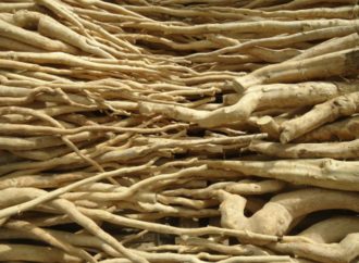 Pasak Bumi Herbal, Khasiatnya untuk Keperkasaan