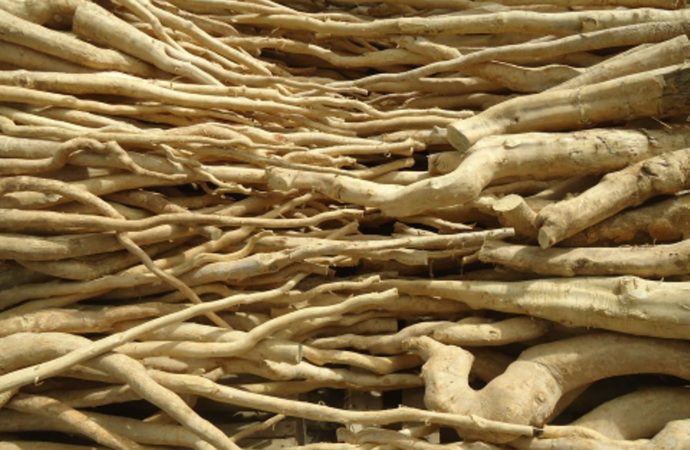 Pasak Bumi Herbal, Khasiatnya untuk Keperkasaan