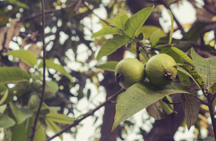 Manfaat Daun Jambu Biji, Mudah Ditemukan Ampuh Atasi Diare