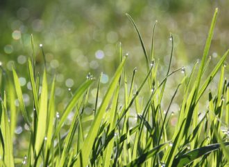 Jangan jadi Rumput, yang Kehadirannya Tak Diinginkan Tanaman Lain