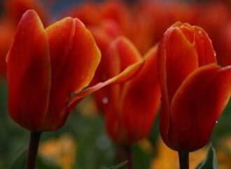 Teknik Melipatgandakan Nikmat Allah Swt