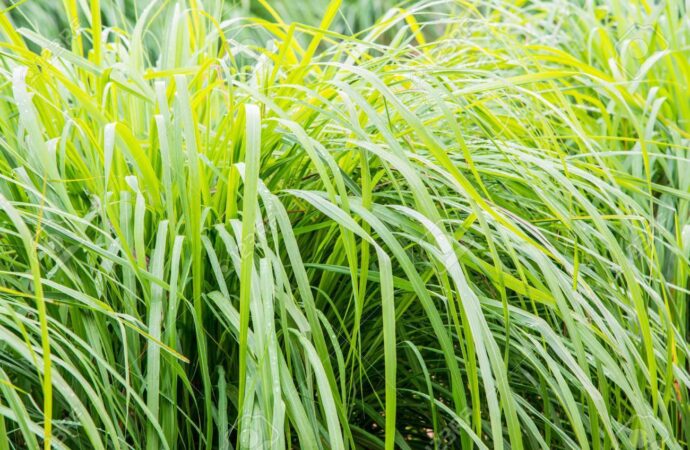 Bagaimana Cara Menghilangkan Bau Mulut Secara Alami? Berikut Tipsnya