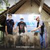 SOLOPEDULI Tebar 29 Sapi & 505 Kambing Qurban ke Pelosok Jateng, DIY dan NTT