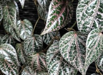 Manfaat Sirih Merah untuk Penurun Panas