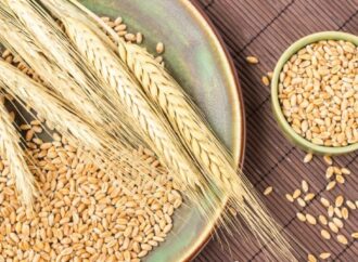 Senyum Petani Gandum