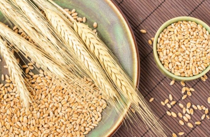 Senyum Petani Gandum