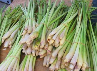 Atasi Batuk dengan Sereh