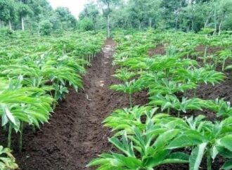 Mengenal Tanaman Porang yang Harganya Mahal di Pasaran