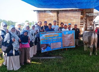 eNHa Kids Tebar Hewan Kurban Sapi untuk Masyarakat Kuli Pasir